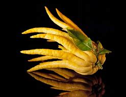 Histoire de l’arrivée des agrumes en Europe